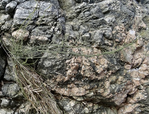 iNaturalist observation photo of hairy milkweed