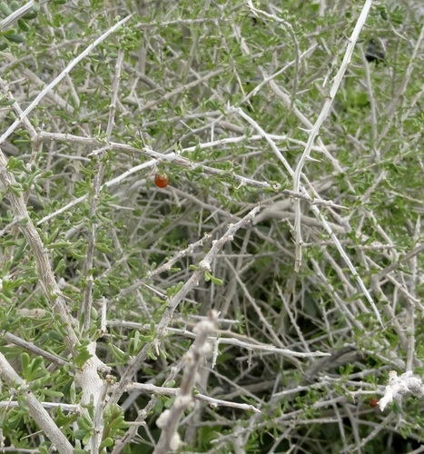 iNaturalist observation photo of boxthorns