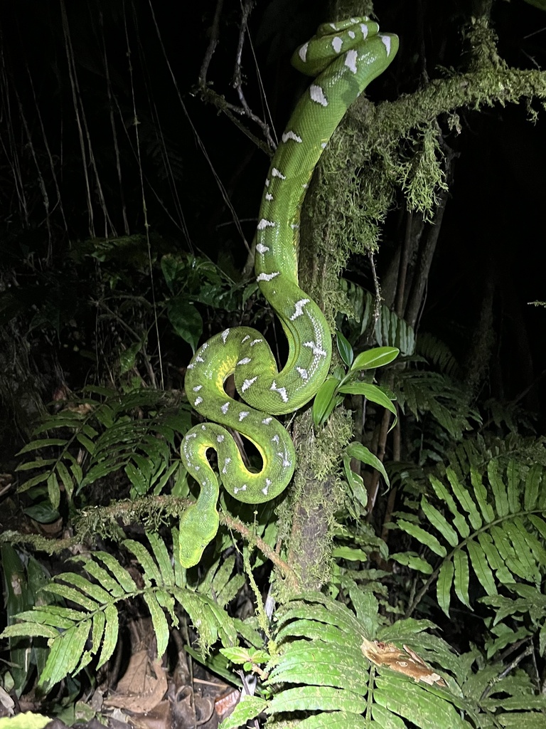 Bates's Tree Boa from Loreto, Orellana, EC on January 28, 2024 at 09:54 ...