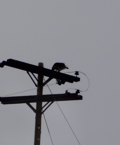 iNaturalist observation photo of Red-tailed Hawk