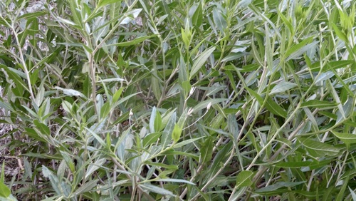 iNaturalist observation photo of American threefold