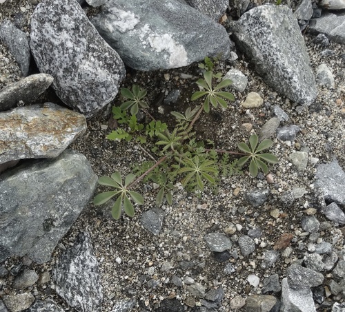 iNaturalist observation photo of Arizona lupine