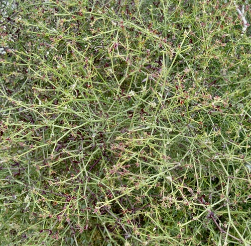 iNaturalist observation photo of California fagonbush