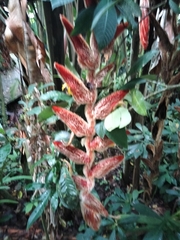 Heliconia vellerigera image