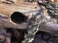 Colaptes auratus