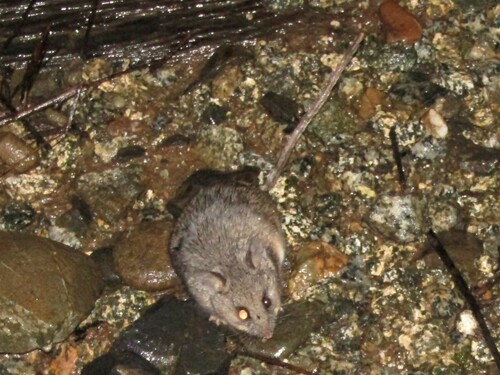 California Deermouse (Peromyscus californicus)