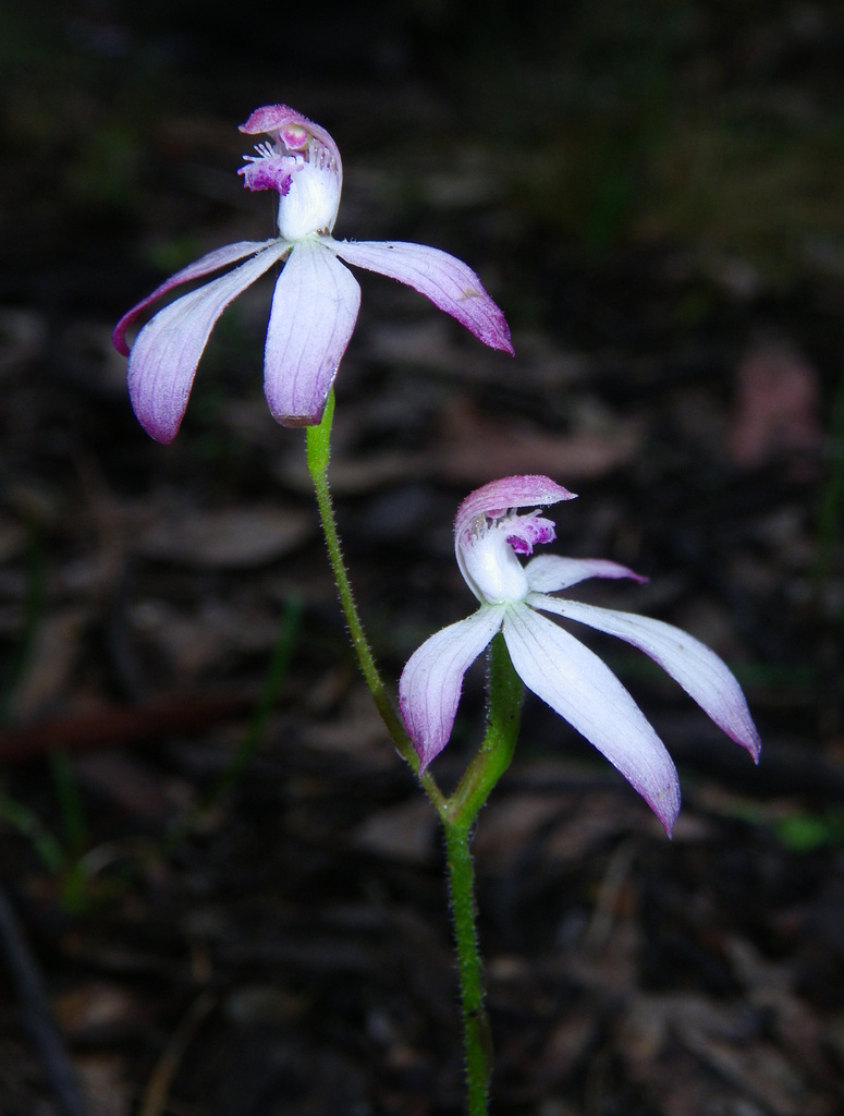 Caladenia clarkiae