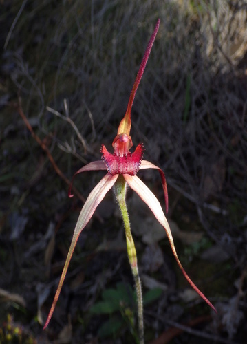 Castlemaine spider orchid (Caladenia clavescens)