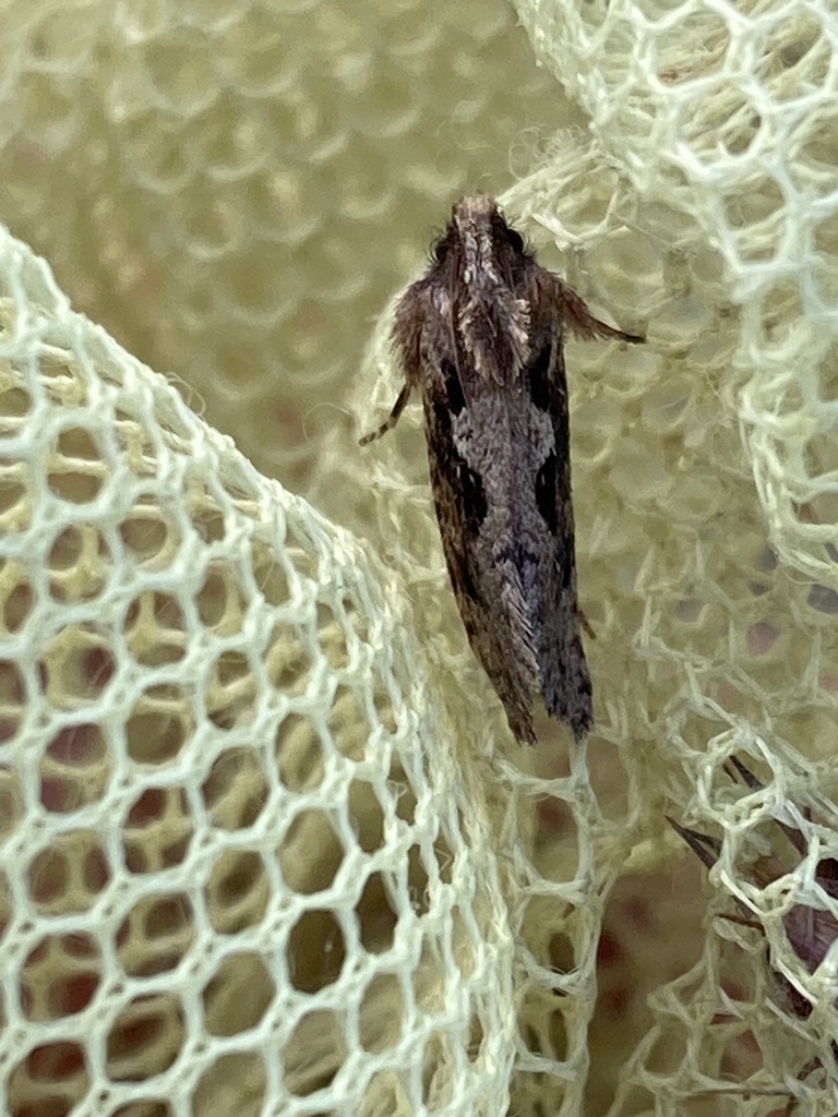 Clemens' Grass Tubeworm Moth from Ave Maria, FL, US on February 9, 2024 ...