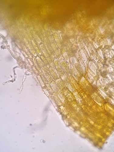 Image of Dicranum fuscescens by no rights reserved