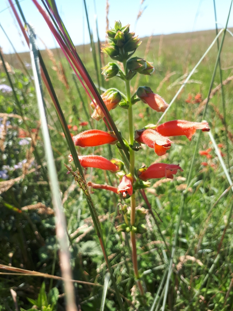 Sinningia elatior, San Miguel, Corrientes, Argentina