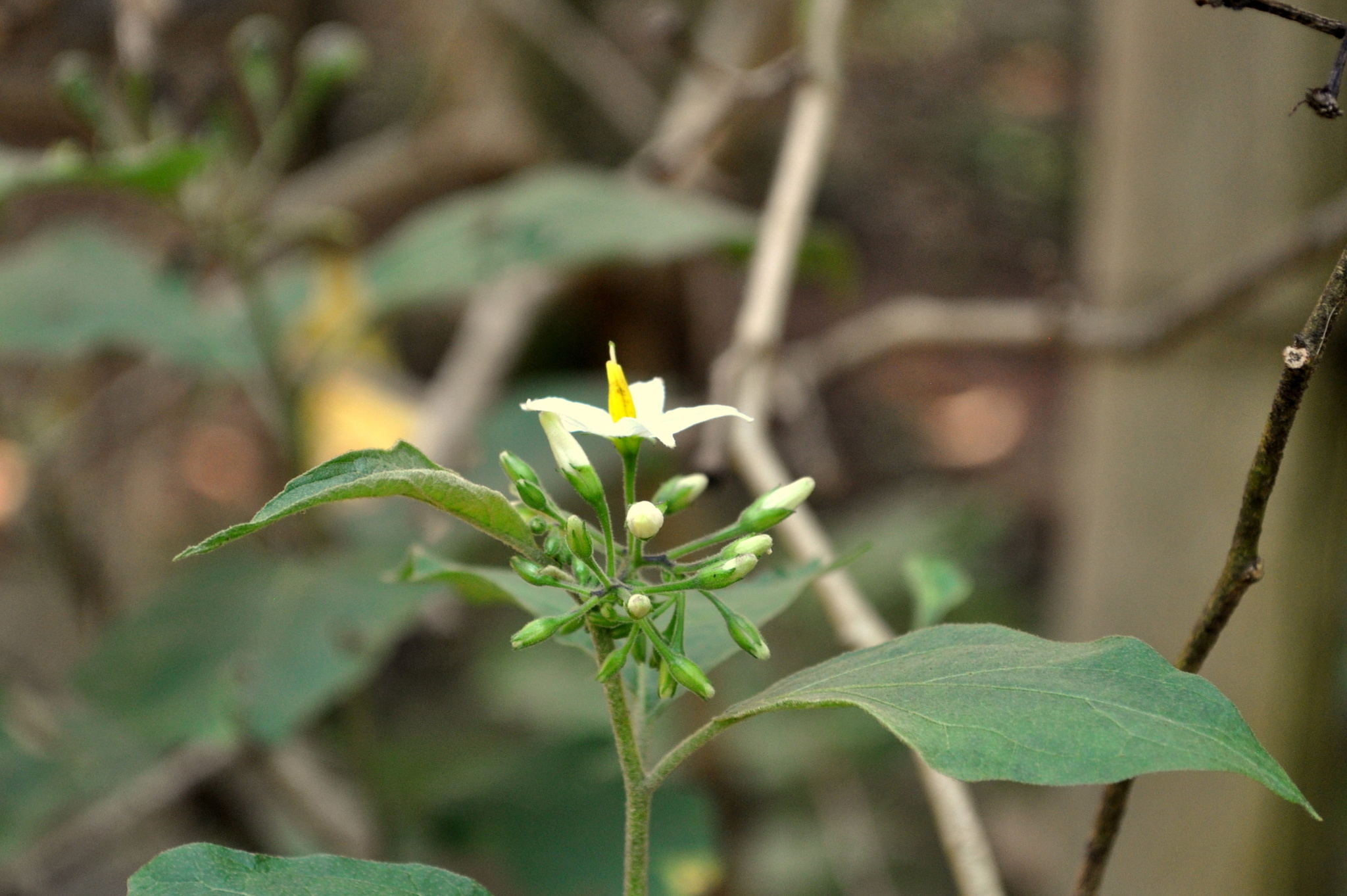 Solanum torvum