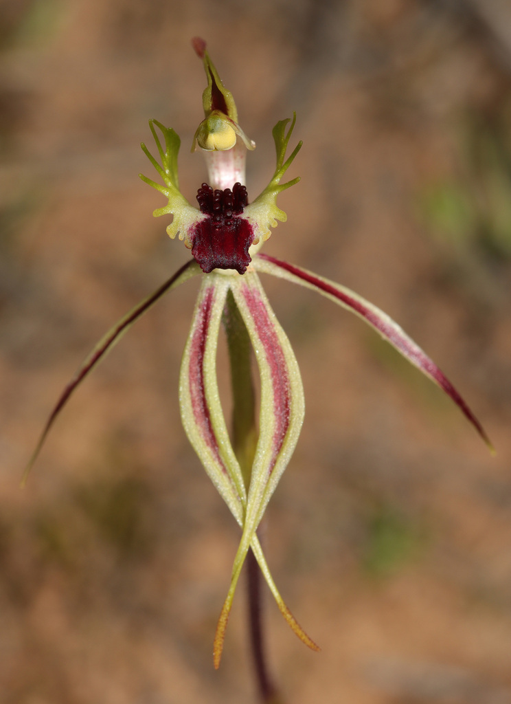 Caladenia clavula
