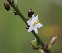 Chlorophytum krookianum