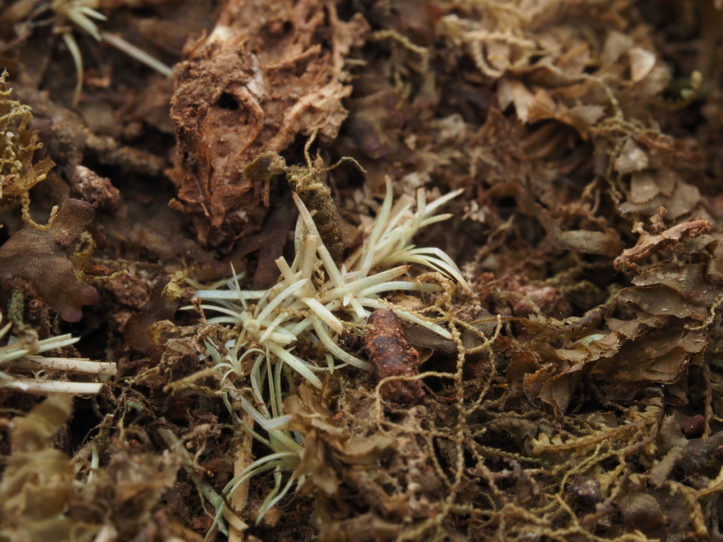 Octoblepharum erectifolium