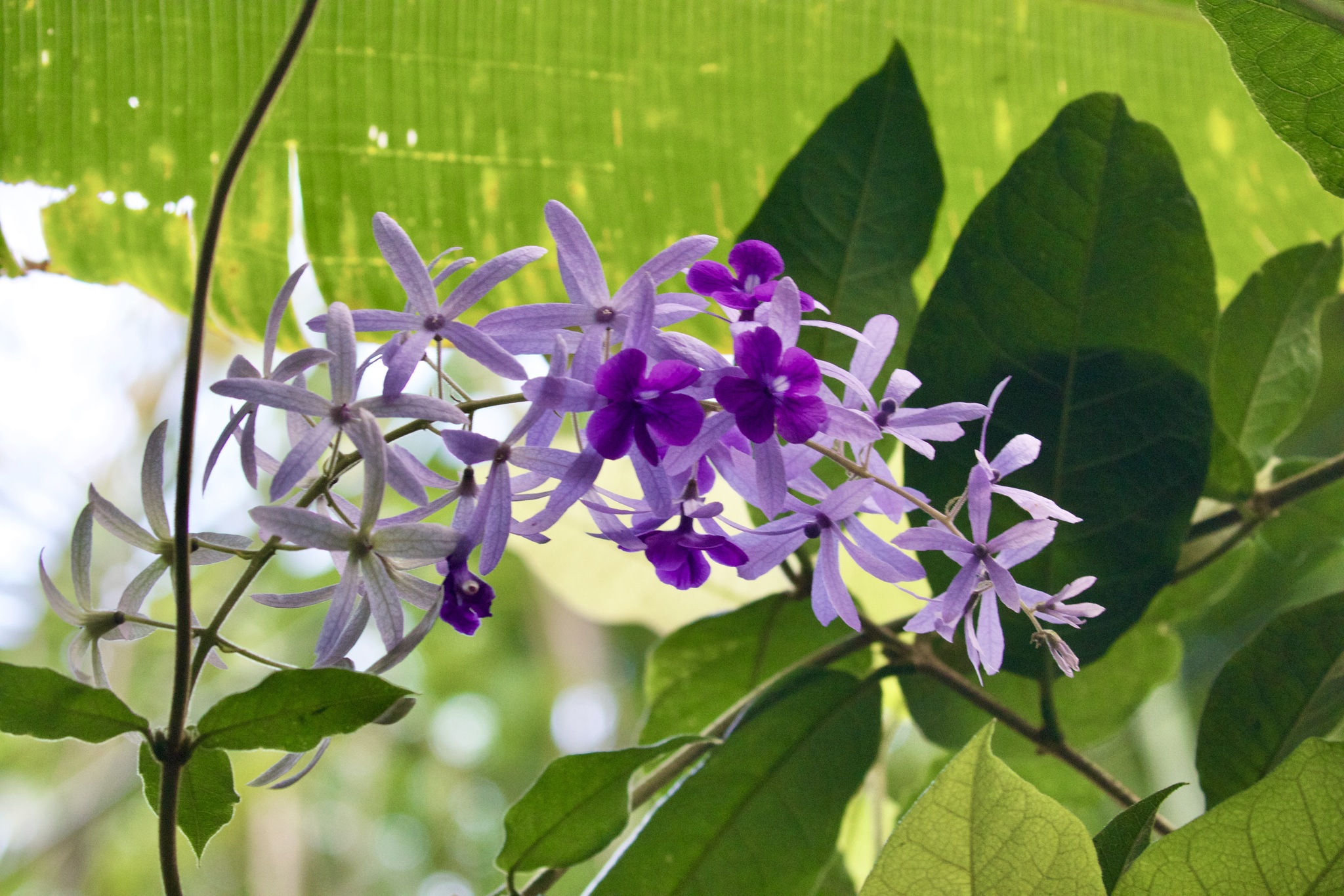 Imagem de Primavera