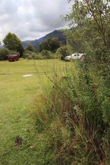 Chlorophytum krookianum