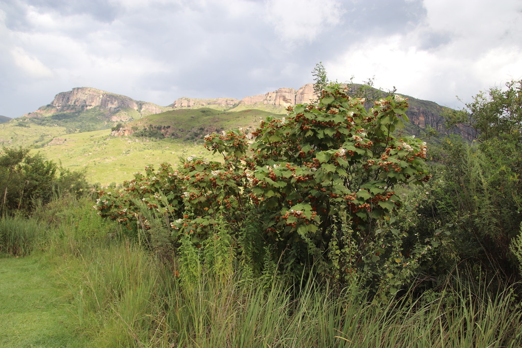 Dombeya pulchra; photograph (c) Tony Rebelo, some rights reserved (CC BY-SA)