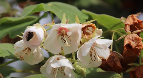 Dombeya pulchra, photograph 3
