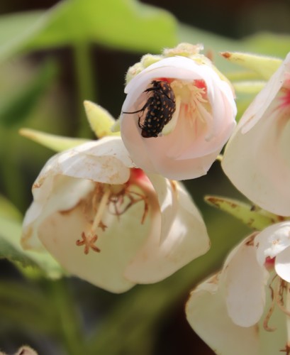Dombeya pulchra, photograph 4