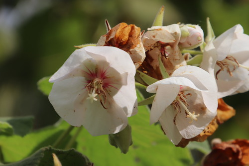 Dombeya pulchra, photograph 5