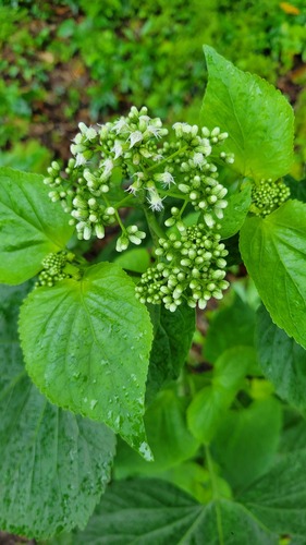Hebeclinium