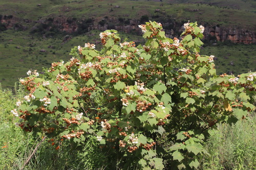 Dombeya pulchra, photograph 6