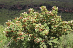 Dombeya pulchra