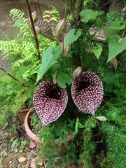 Aristolochia grandiflora image