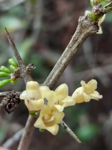 Scolosanthus grandifolius