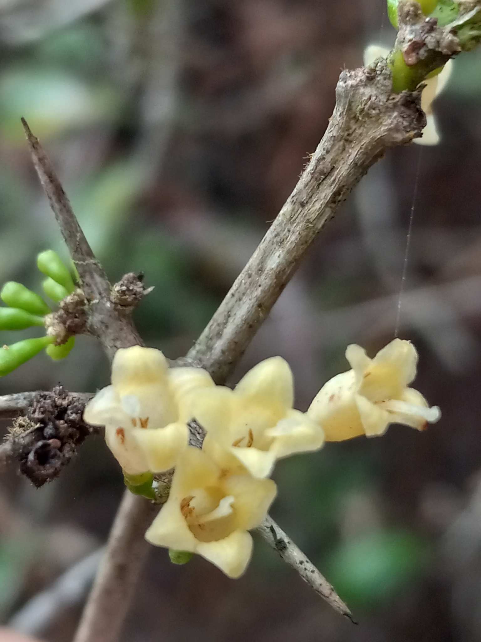 Scolosanthus grandifolius