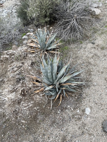 iNaturalist observation photo of desert agave