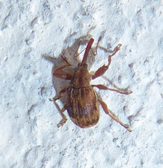 Anthonomus rectirostris