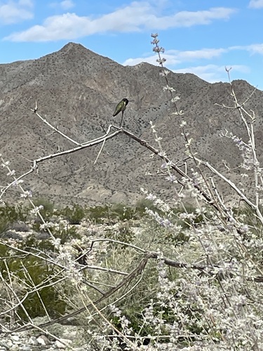 iNaturalist observation photo of Costa's Hummingbird