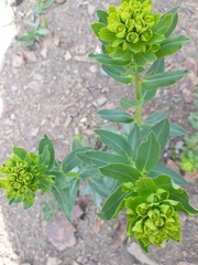 Euphorbia virgata