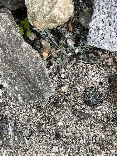 iNaturalist observation photo of Little Gold Poppy