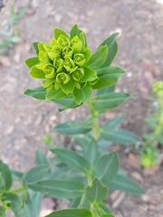 Euphorbia virgata