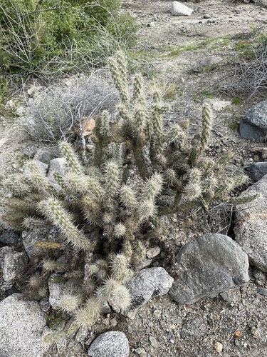 iNaturalist observation photo of Cylindropuntia ganderi ganderi