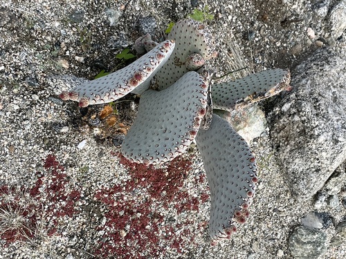 iNaturalist observation photo of beavertail cactus