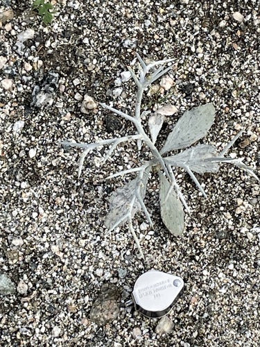 iNaturalist observation photo of Smoketree