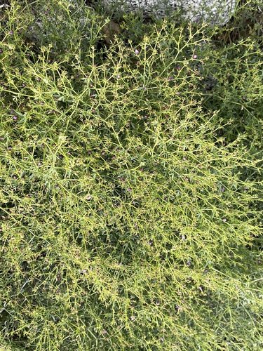 iNaturalist observation photo of California fagonbush