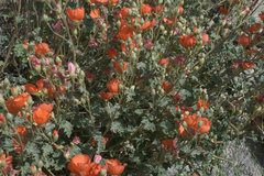 Sphaeralcea ambigua rugosa