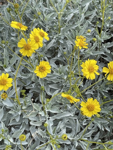 iNaturalist observation photo of Brittlebush