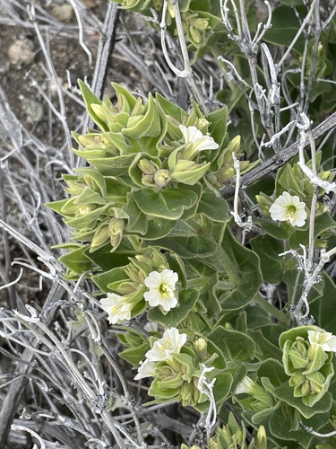 iNaturalist observation photo of slender-lobed four o'clock
