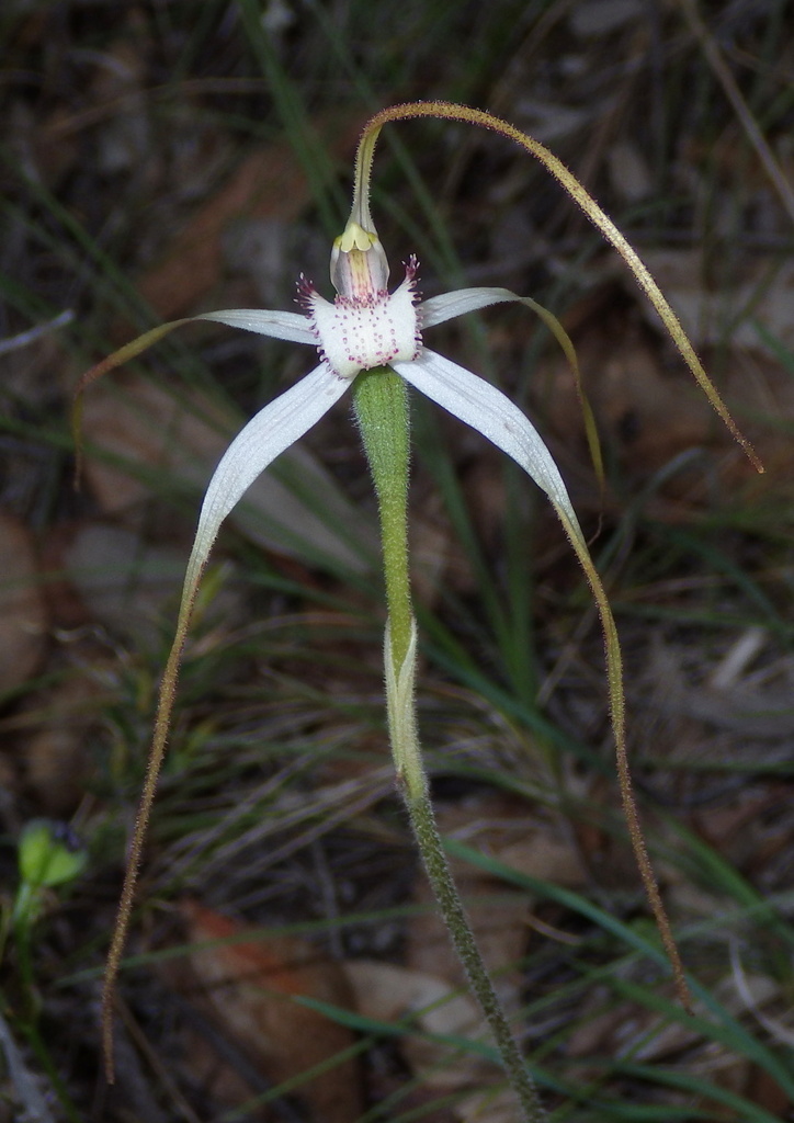 Caladenia cretacea