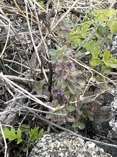 iNaturalist observation photo of Deep Canyon snapdragon
