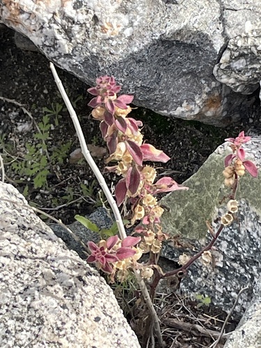 iNaturalist observation photo of Deep Canyon snapdragon