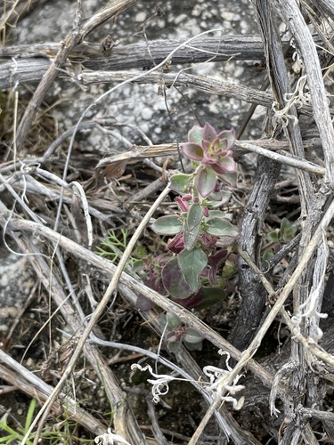 iNaturalist observation photo of Deep Canyon snapdragon