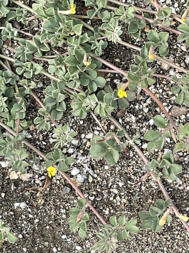 iNaturalist observation photo of strigose lotus