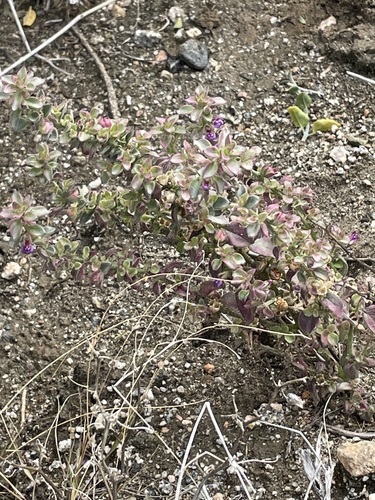 iNaturalist observation photo of Deep Canyon snapdragon